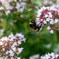 Close-up of bee pollinating on flower