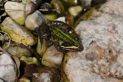 High angle view of frog on rock