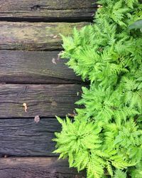 Close-up of plants