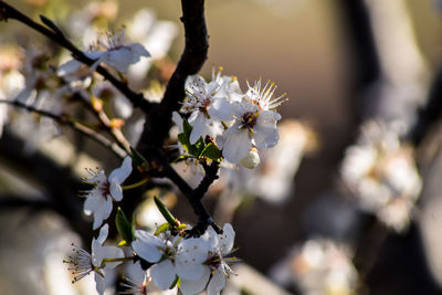 Close-up of cherry blossom