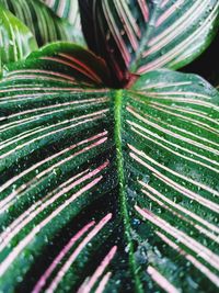 Close-up of wet plant