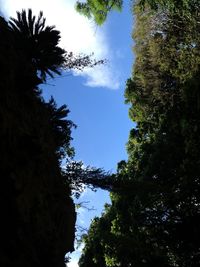 Low angle view of silhouette trees against sky