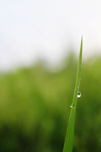 Close-up of wet grass