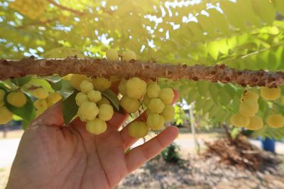 Close-up of hand holding fruits