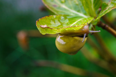 Close-up of lizard on plant