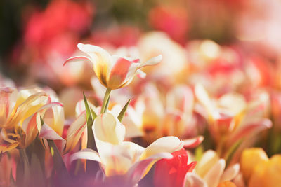 Close-up of tulips