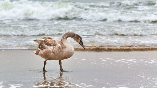 Young brown colored white swan walking by blue waters of sea. mute swan chick with brown feathers