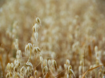 Close-up of crops on field