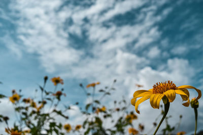 Close-up of yellow flowering plant against sky