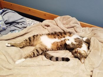 Close-up of cat sleeping on bed