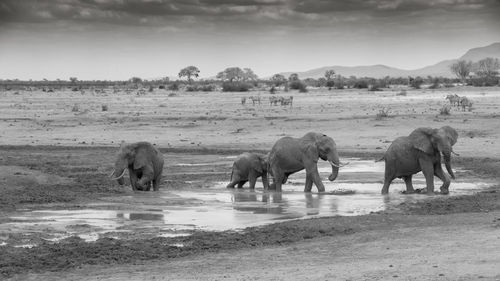 Elephants on wet landscape against sky