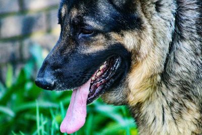 Close-up of dog looking away