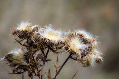 Close-up of dried plant