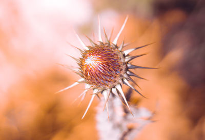 Close-up of wilted plant