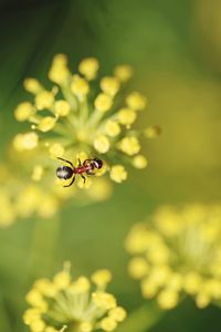 Close-up of bee on yellow flower