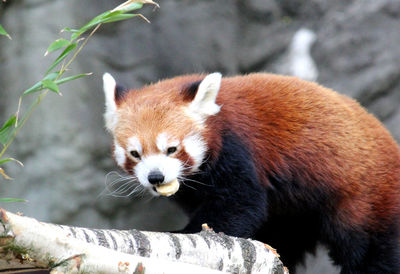 Red panda eating