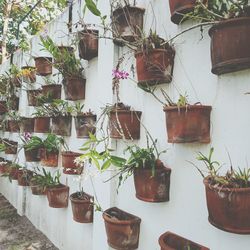 Potted plants hanging against wall