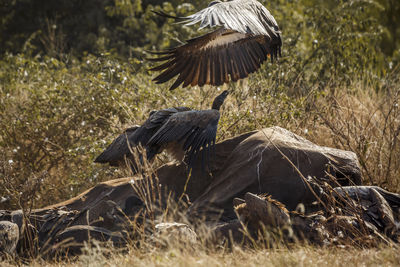 Close-up of bird on field