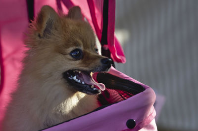 Close-up of dog looking away
