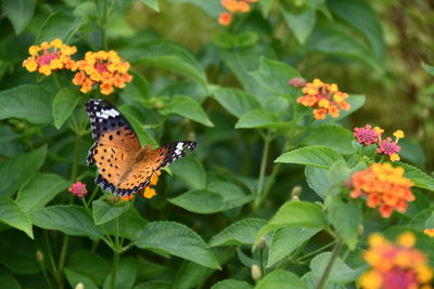 Butterfly pollinating on flower