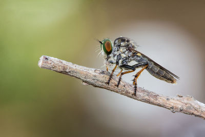 Close-up of insect on twig