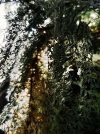 Low angle view of lichen growing on tree trunk