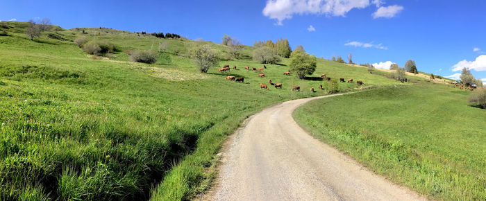 Single road crossing alpine meadow and livestock in pasture