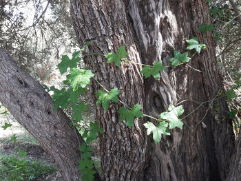 Close-up of tree trunk