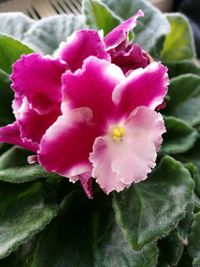 Close-up of pink flowering plant