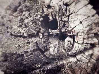 Close-up of tree trunk