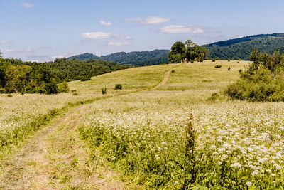 Scenic view of field against sky