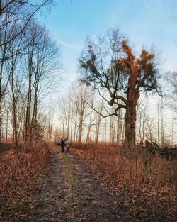 Rear view of people walking on road along bare trees