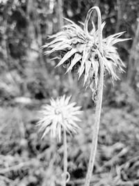 Close-up of wilted flower on field