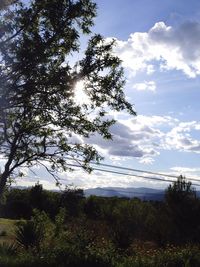 Scenic view of grassy field against sky