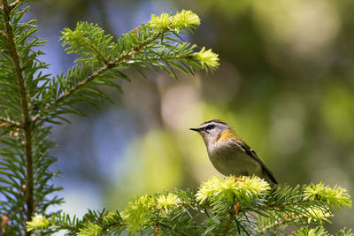 Bird perching on pine tree