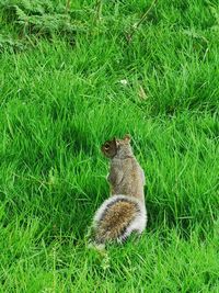 High angle view of squirrel on field