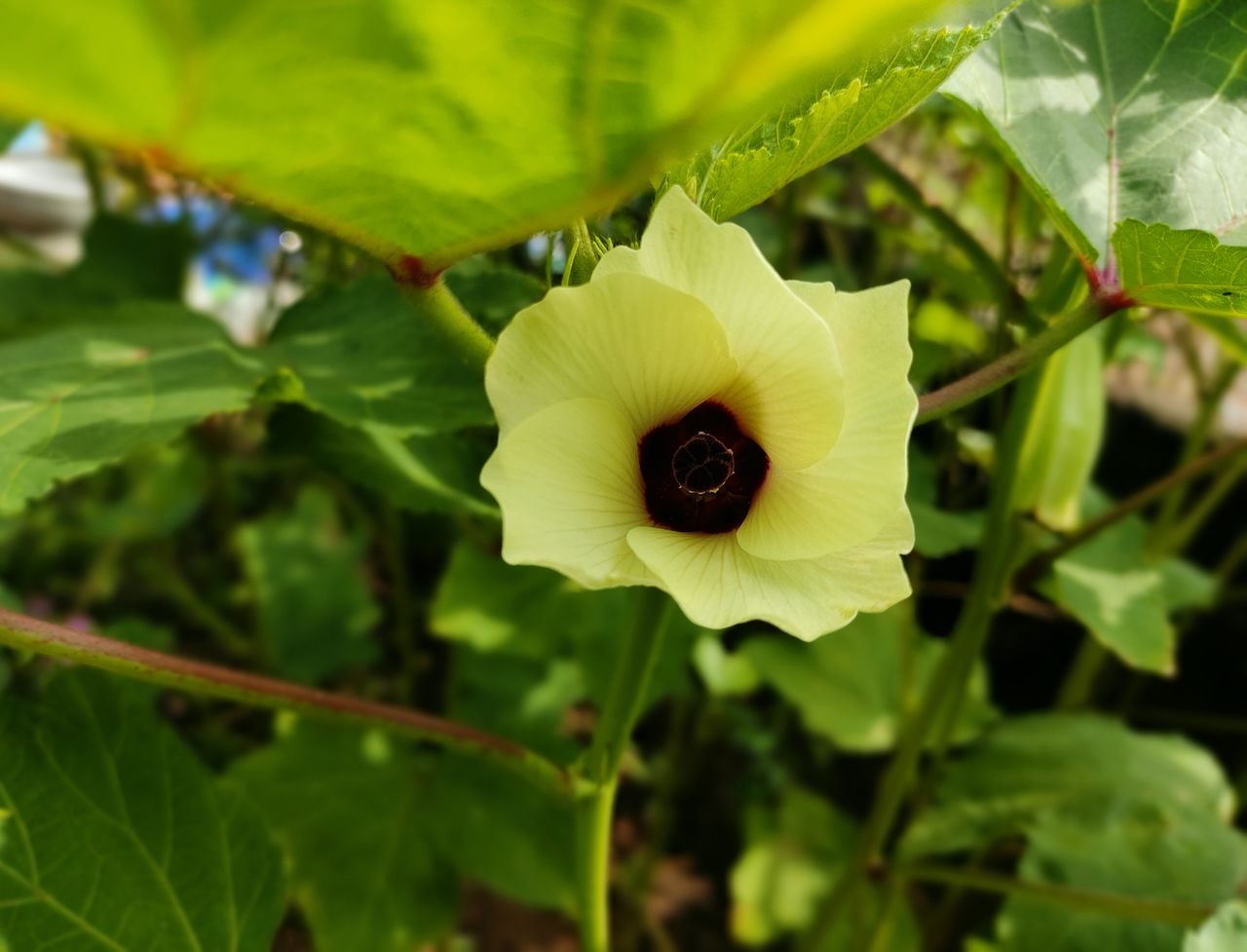 CLOSE-UP OF YELLOW ROSE FLOWER