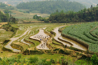 Rice terraces and hills in sapa, vietnam. rural green vietnamese landscape in spring. south east