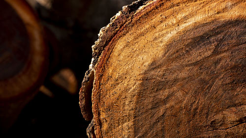 Close-up of log on wood