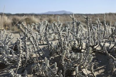 Close-up of frozen plants on land