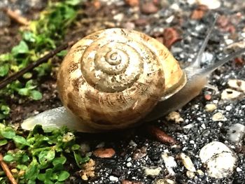 Close-up of snail on land