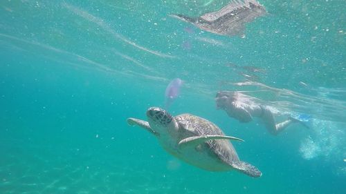 Sea turtle and scuba driver swimming underwater