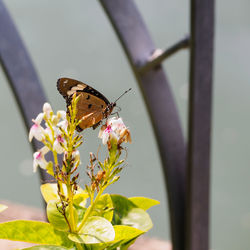 Close-up of butterfly pollinating on flower