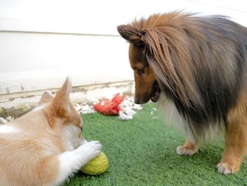 Shetland sheepdog playing with corgi dog puppy in the garden