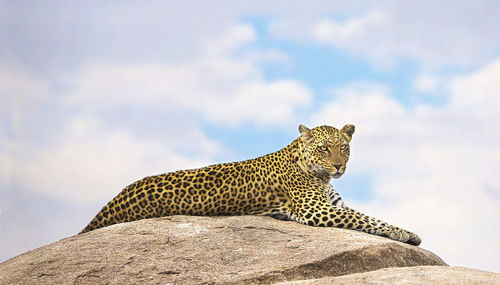 Low angle view of cat on rock against sky