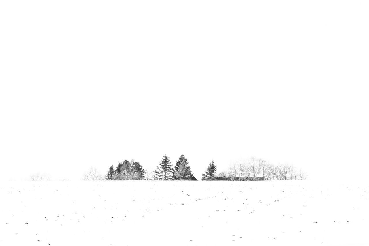 PLANTS ON SNOW COVERED FIELD AGAINST SKY