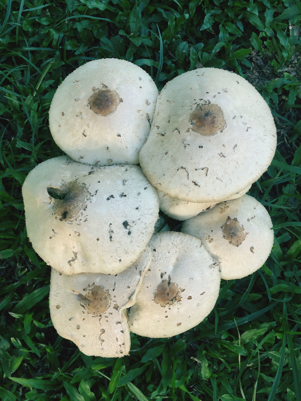 CLOSE-UP OF MUSHROOMS GROWING ON FIELD