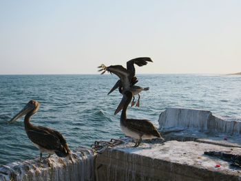 Seagulls flying over sea against sky