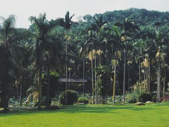 Scenic view of trees on field against sky