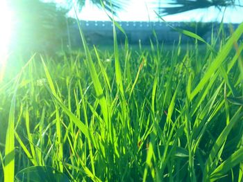 Close-up of grass growing on field